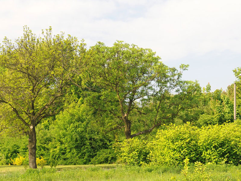 ul. Słowików